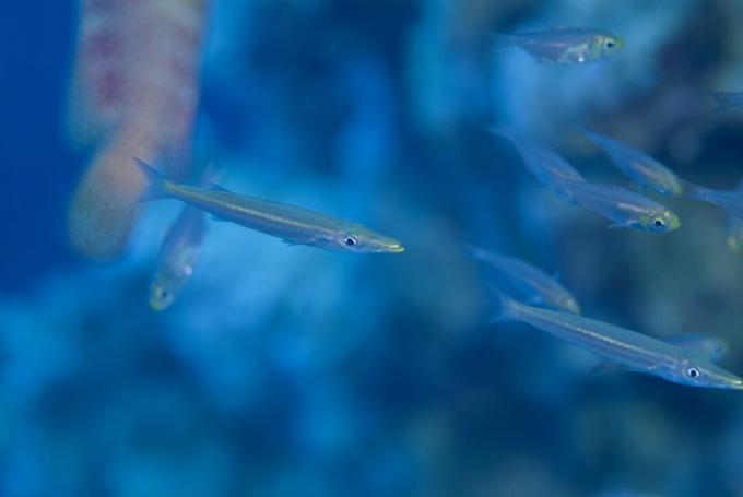 Barracuda giovanile (Sphyraena Sp.). Trovato in una fitta scuola di Yellow Sweeper che utilizza la protezione di una cernia Redmouth, fino a quando le loro dimensioni crescenti non hanno dato via il loro camuffamento. mar Rosso