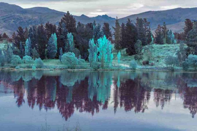 riflessione del lago, paesaggio colorato dell'albero
