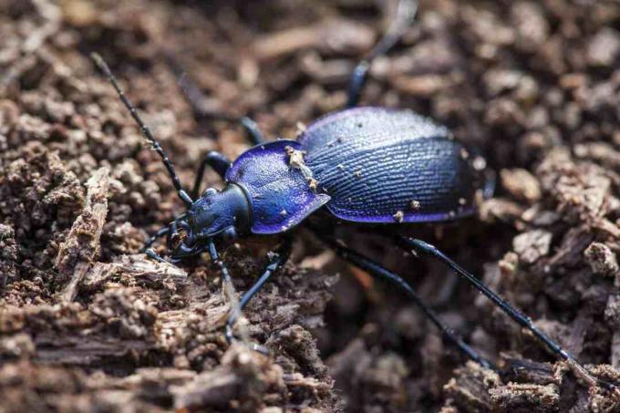 Scarabeo a terra.