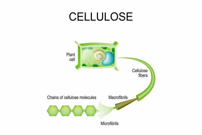 Cellulosa nelle piante