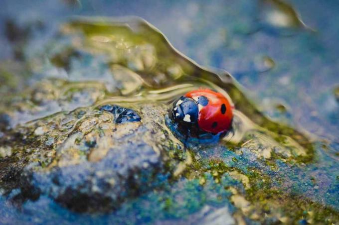 Coccinella in una pozzanghera.