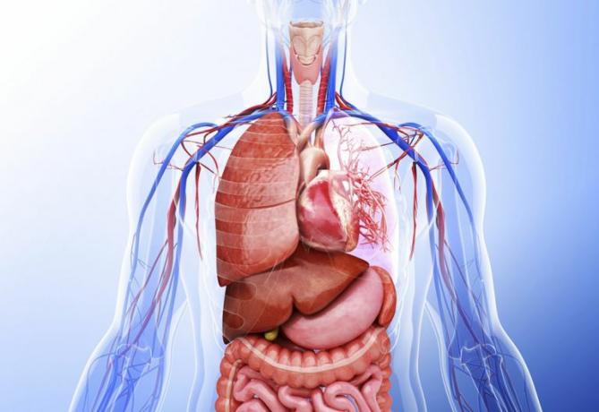 Ho Eccezionale!. Sistemi di organi del corpo Quiz