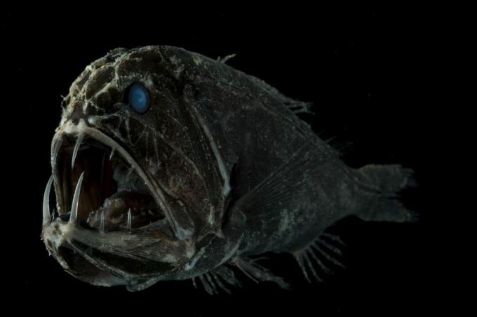 Pesce Fangtooth