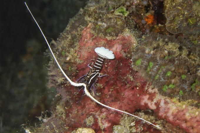 Aragosta spinosa dipinta giovanile