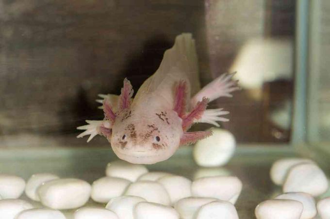 Un axolotl mangerà qualcosa di abbastanza piccolo da adattarsi alla sua bocca.