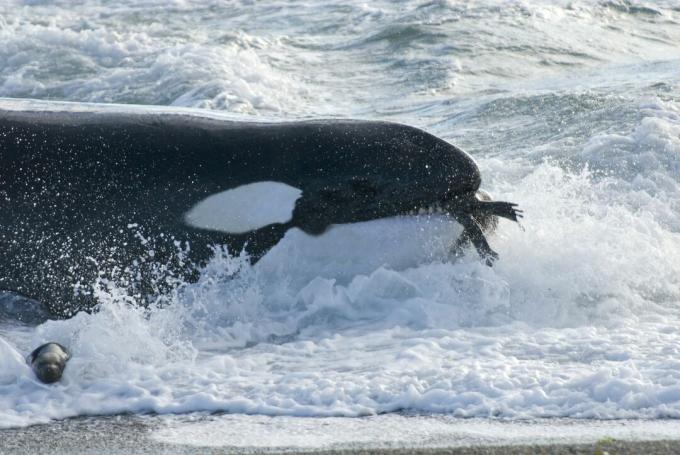 Orca (Orcinus orca) con giovane leone marino meridionale (Otaria flavescens) in bocca, Patagonia, Argentina, Oceano Atlantico