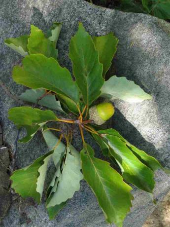 foglie di quercia e ghianda di castagno