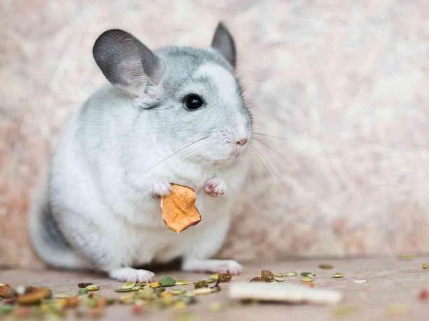 cincillà domestico che tiene cibo con le braccia
