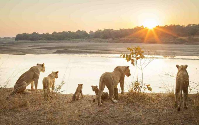 Leonesse con i cuccioli dal fiume al tramonto nel parco nazionale del sud di Luangwa, Zambia