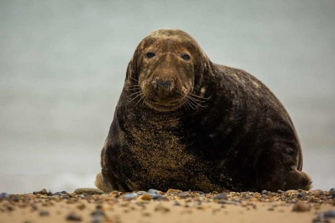 Toro foca grigia