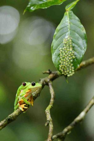 Le raganelle depongono le uova sulle foglie sull'acqua. I girini cadono nell'acqua quando si schiudono.