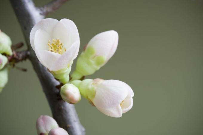 Ho ottenuto Sei nel palcoscenico fiorito. Parti di un quiz di piante fiorite