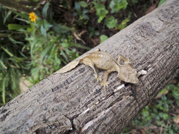 Geco satanico a coda di foglia (Uroplatus phantasticus) nella foresta pluviale di Ranomafana nel Madagascar orientale. Gli occhi rossi e le corna sopra gli occhi guadagnano a questa lucertola estremamente mimetizzata il suo nome diabolico