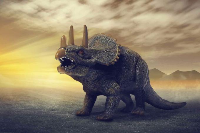 Un dinosauro triceratopo.