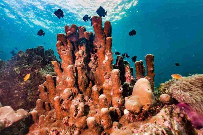 Spugna subacquea Tube Pillar Coral sulla barriera corallina un sistema di cattura del carbonio