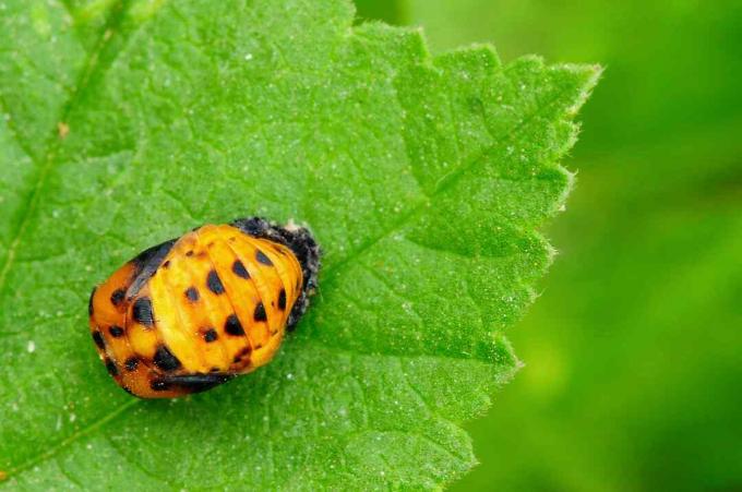 Coccinella Pupa su una foglia verde