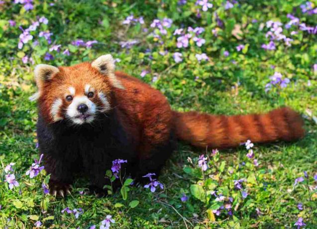 Un panda rosso ha una pelliccia rossastra, una faccia mascherata e una coda fasciata.