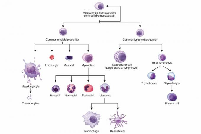 Sviluppo delle cellule del sangue