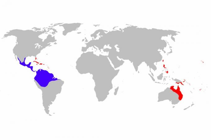 Distribuzione del rospo della canna