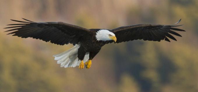Aquila calva (Haliaeetus leucocephalus) impennata con caratteristiche ali piatte.
