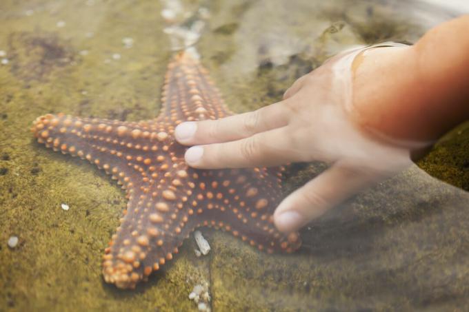 La mano di un bambino che tocca una stella marina