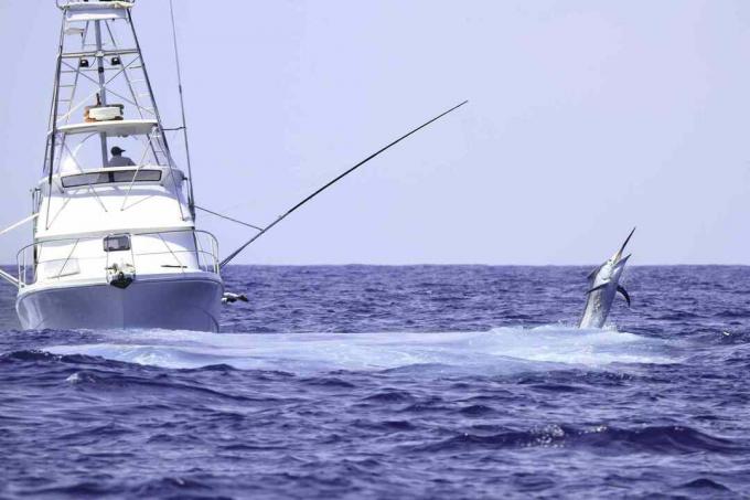 Barca da pesca a noleggio che combatte un marlin blu