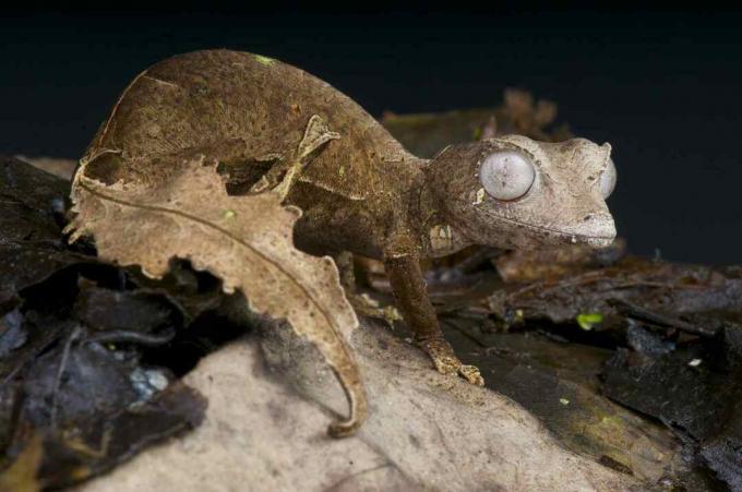 Il geco satanico dalla coda a foglia è una spettacolare specie di lucertola mimetizzata, endemica delle ultime foreste pluviali rimaste dell'altopiano del Madagascar