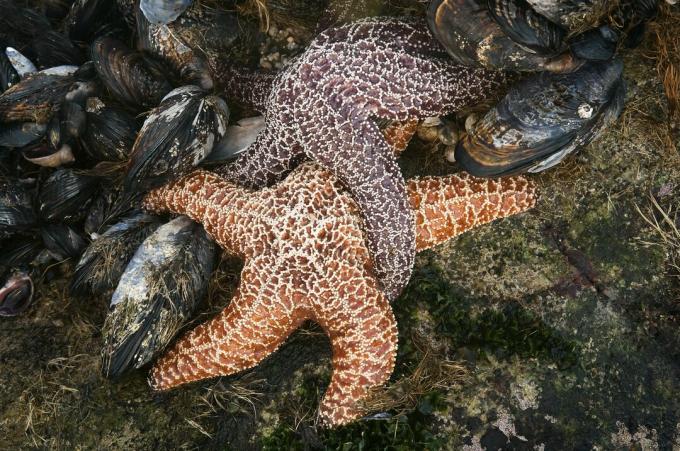 Stella di mare accoppiamento tra le cozze.