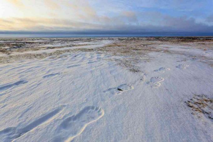 L'orso polare segue gli interni innevati del Canada e dell'Alaska, dove si forma l'aria polare continentale