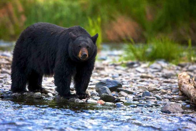 Orso nero (Ursus americanus) che sta nel flusso roccioso, Columbia Britannica, Canada