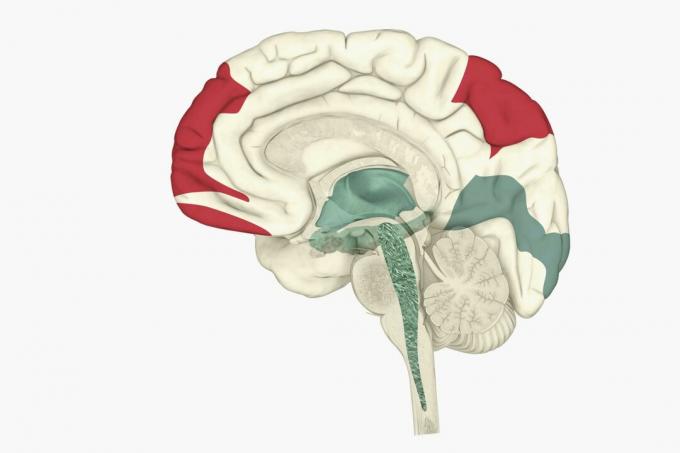 Attività cerebrale durante il sonno REM