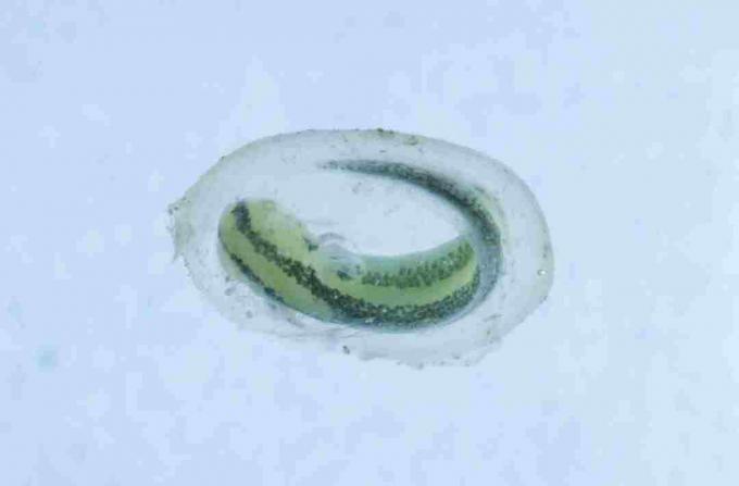 Questo è un tritone nella sua sacca per le uova. Come i tritoni, le larve di salamandra sono riconoscibili nelle loro uova.
