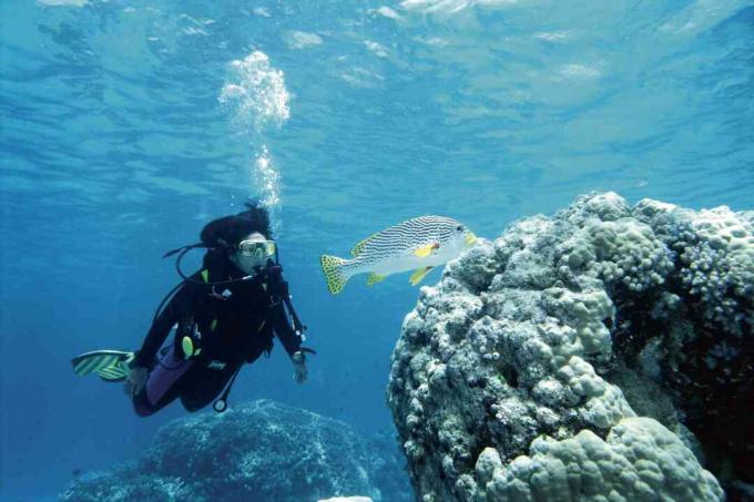 Scuba Diver e Sweetlips