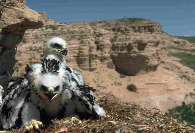 Due pulcini dell'aquila reale si siedono in un nido su una scogliera nel pascolo nazionale di Pawnee in Colorado. | Ubicazione: Pawnee National Grassland, Colorado, USA.