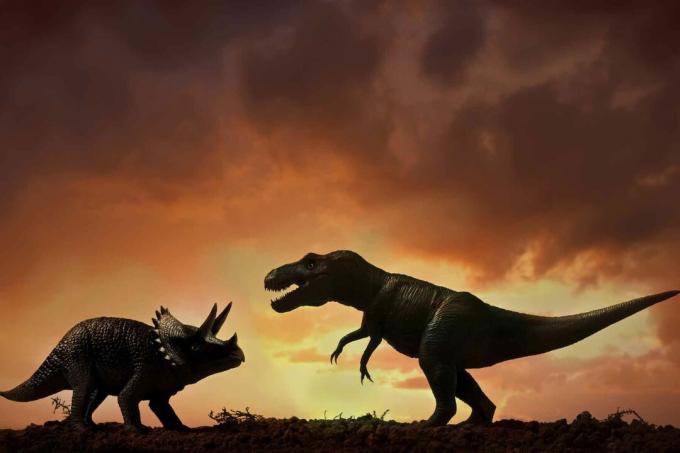 Un triceratopo e un Tyrannosaurus Rex.