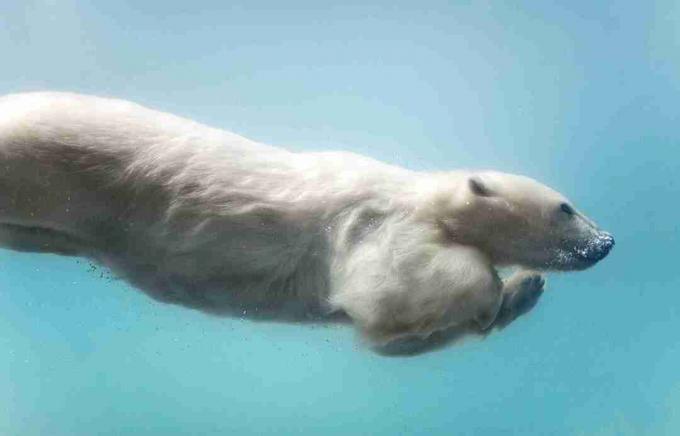 Gli orsi polari sono eccellenti nuotatori.