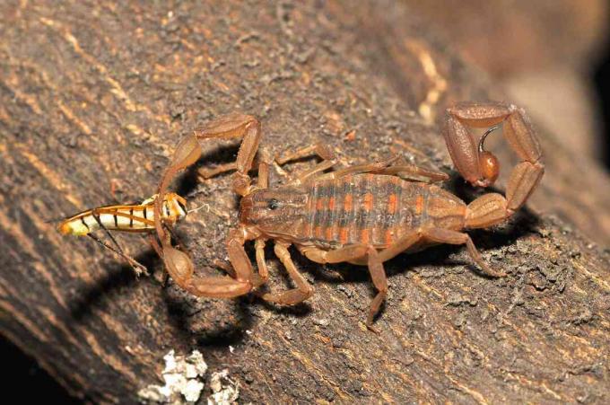 Scorpione che mangia un insetto.