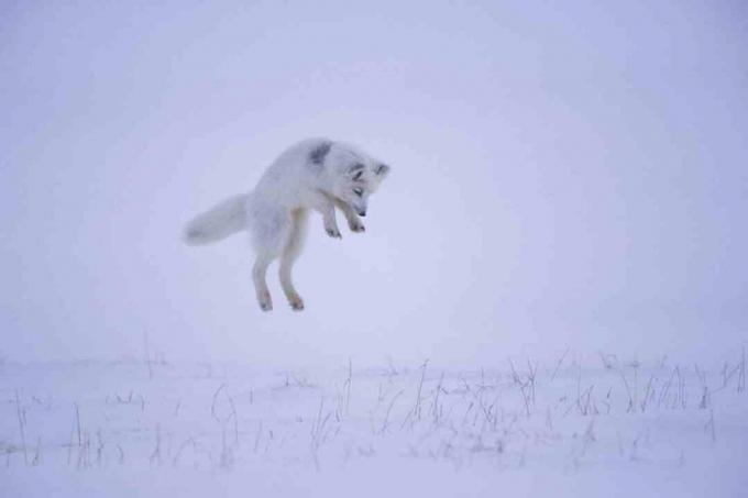 Quando una volpe artica sente un roditore sotto la neve, salta in aria per balzare silenziosamente sulla preda dall'alto.