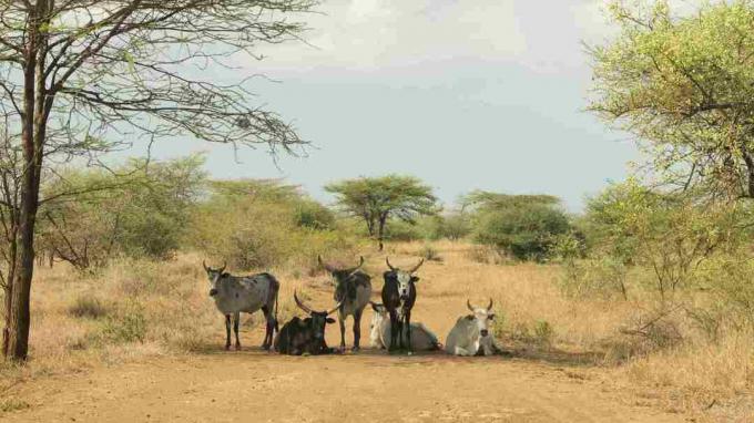 Zebu in Awash Park, Afar, Etiopia