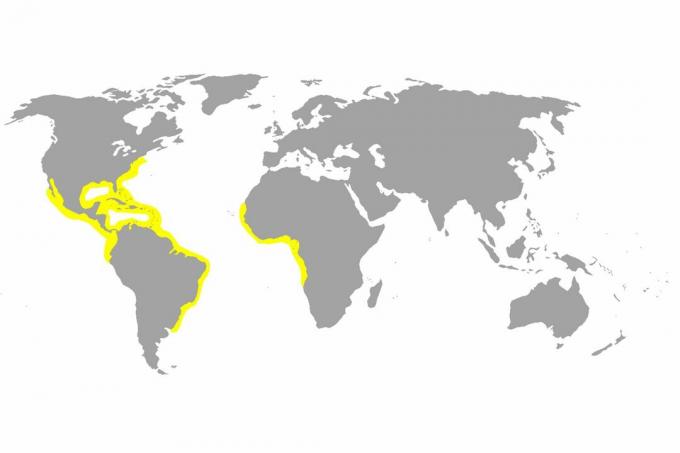 Mappa di distribuzione dello squalo limone.