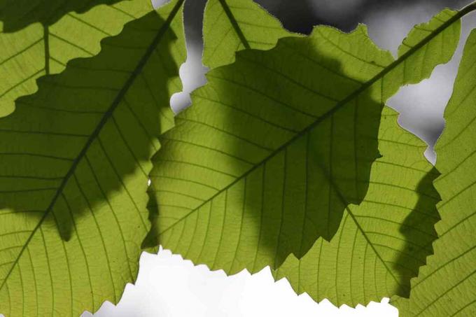 Macro di foglie di quercia a trentadue denti che gettano ombre sulle foglie inferiori