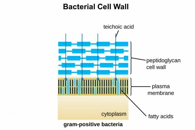 Gram Positive Cell Wall