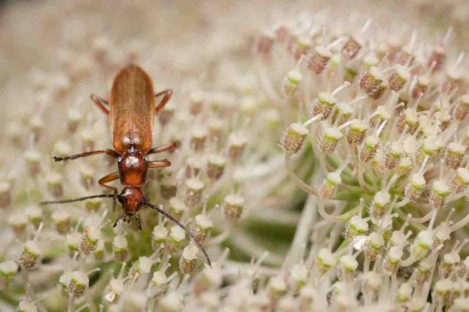 Scarabeo soldato sui fiori di carota.