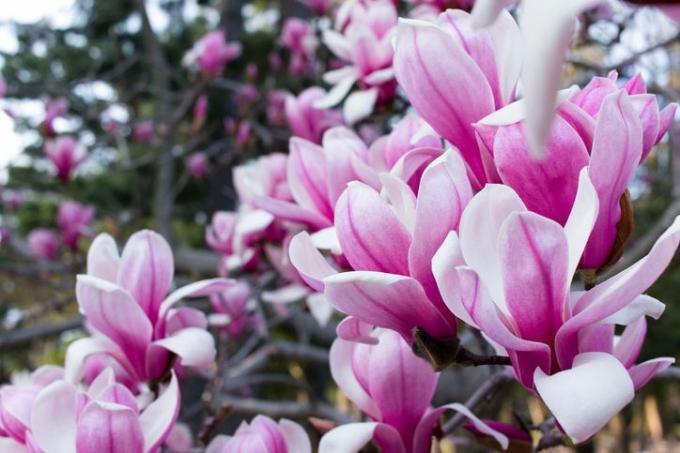 Fiori Di Magnolia