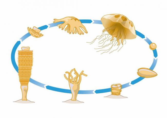 Ciclo di vita delle meduse
