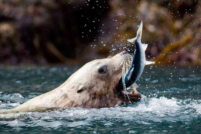 Il leone marino pesca i pesci