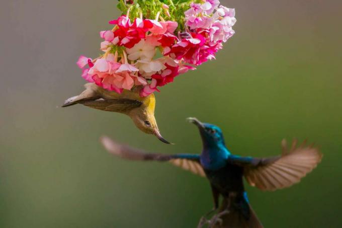 Sunbirds viola maschii e femminili