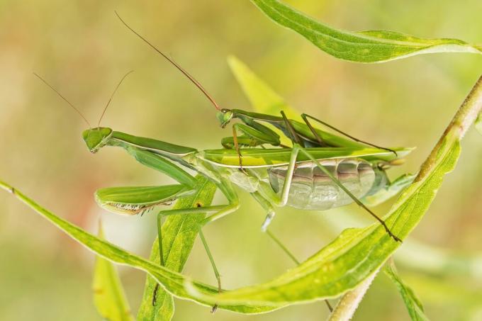 Mantide religiosa