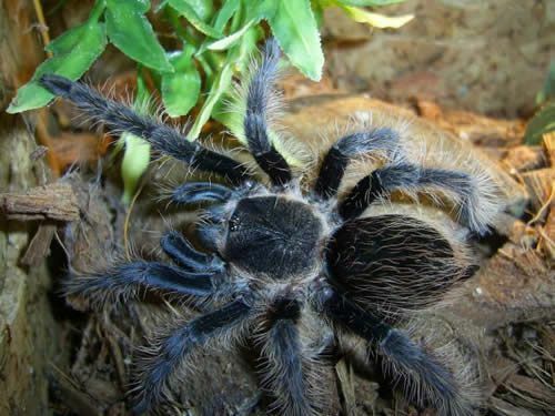 Tarantola Curlyhair (Brachypelma albopilosum)