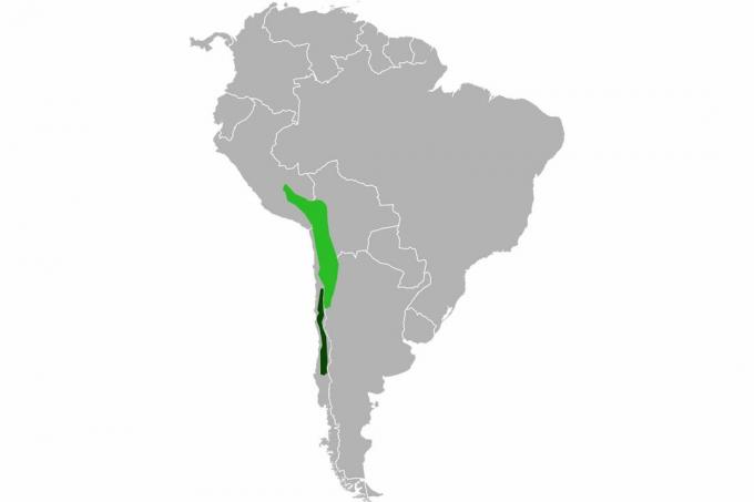 Mappa della gamma di cincillà